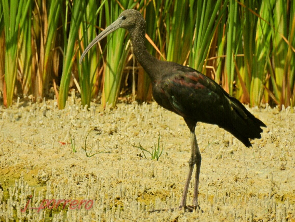 ibis hnědý - ML66262391