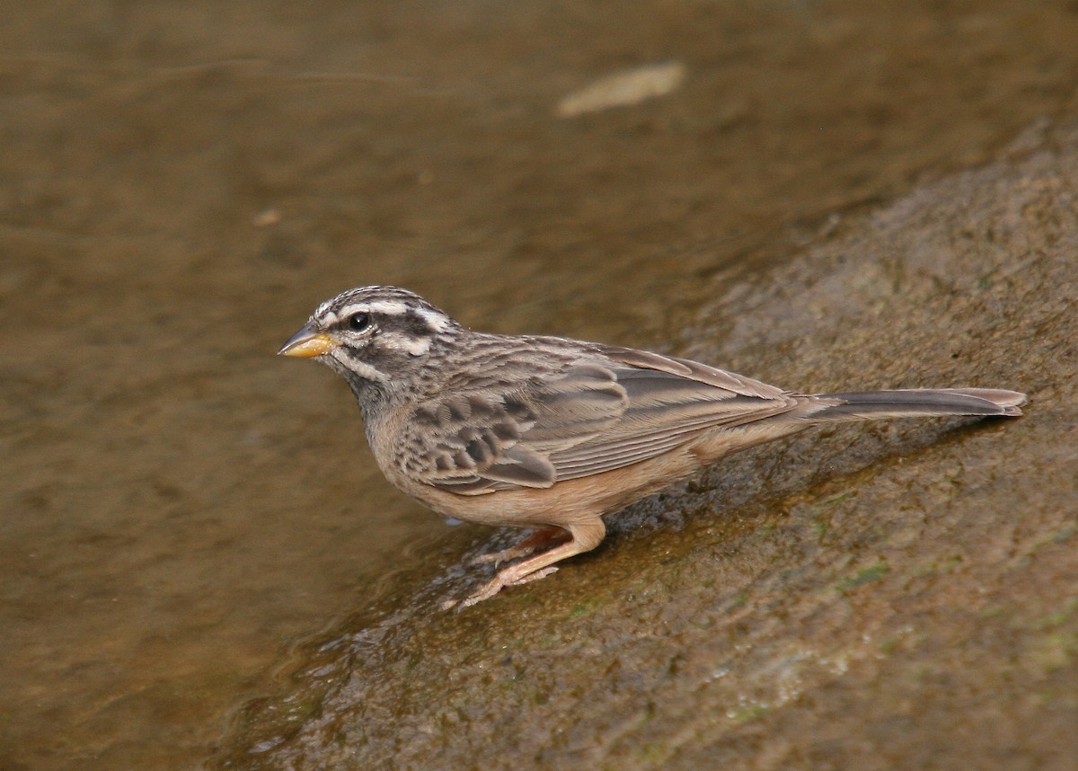 Cinnamon-breasted Bunting - ML66263071