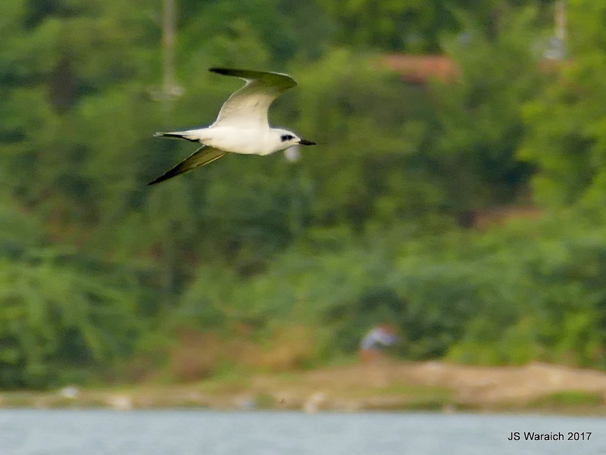 Gull-billed Tern - Jaswinder Waraich