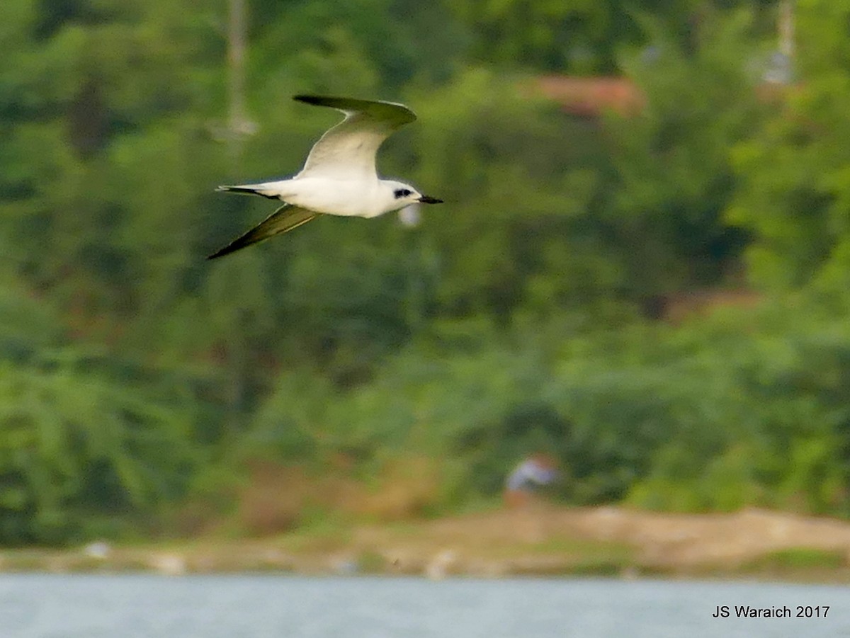 Gull-billed Tern - ML66263681