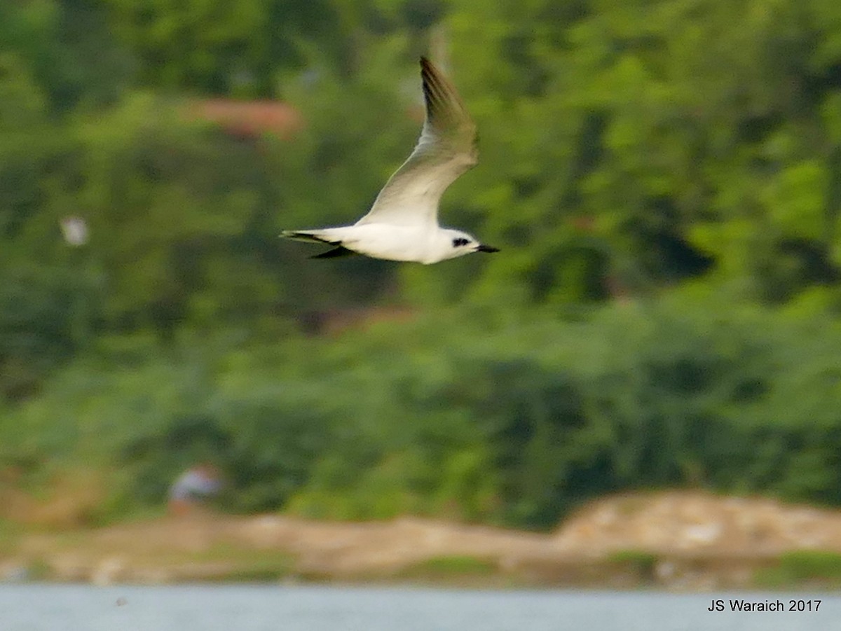 Gull-billed Tern - ML66263691