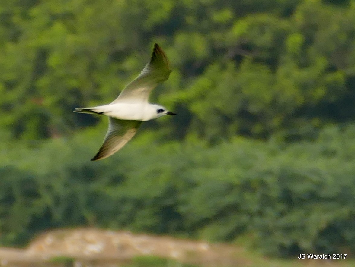 Gull-billed Tern - ML66263701