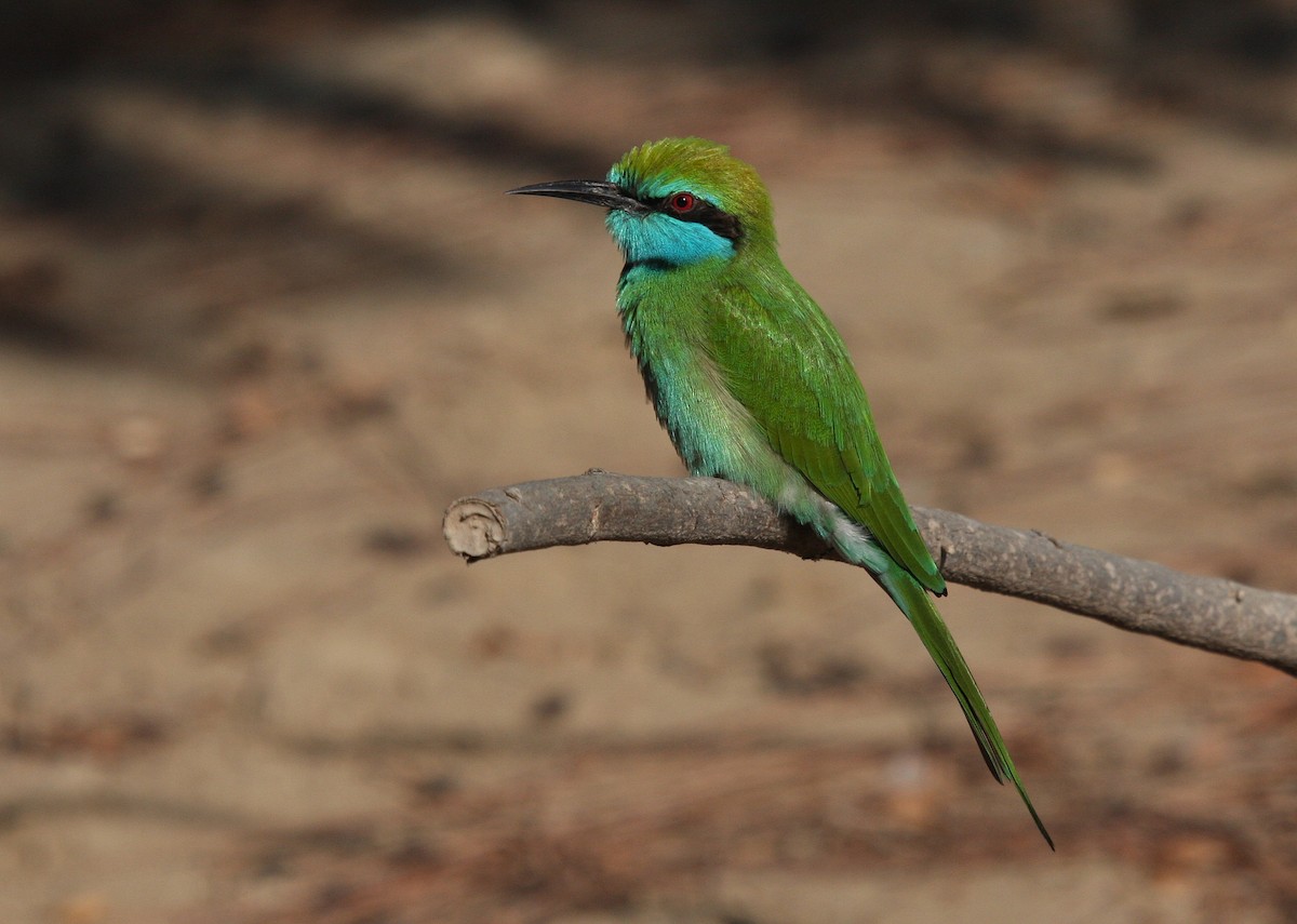 Arabian Green Bee-eater - Christoph Moning