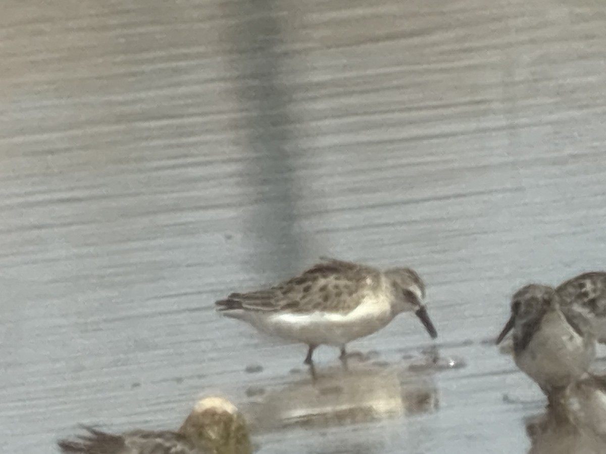 Semipalmated Sandpiper - ML662646762