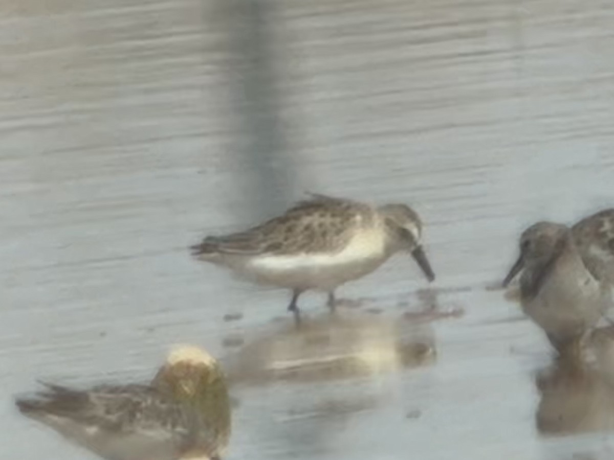 Semipalmated Sandpiper - ML662646763