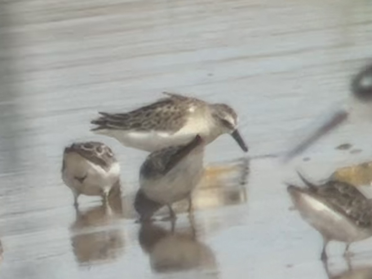 Semipalmated Sandpiper - ML662646764