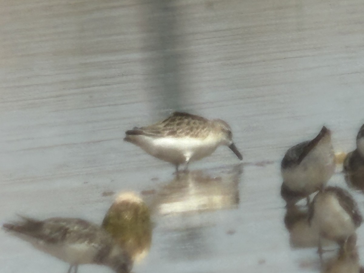 Semipalmated Sandpiper - ML662646788