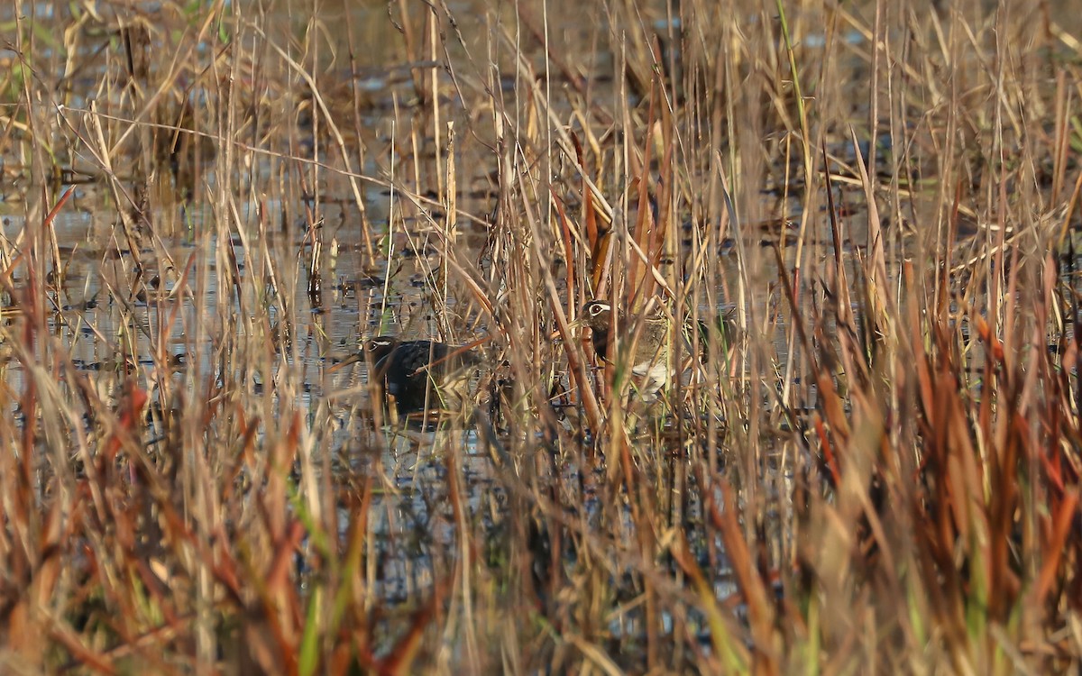 Australian Painted-Snipe - ML66264991