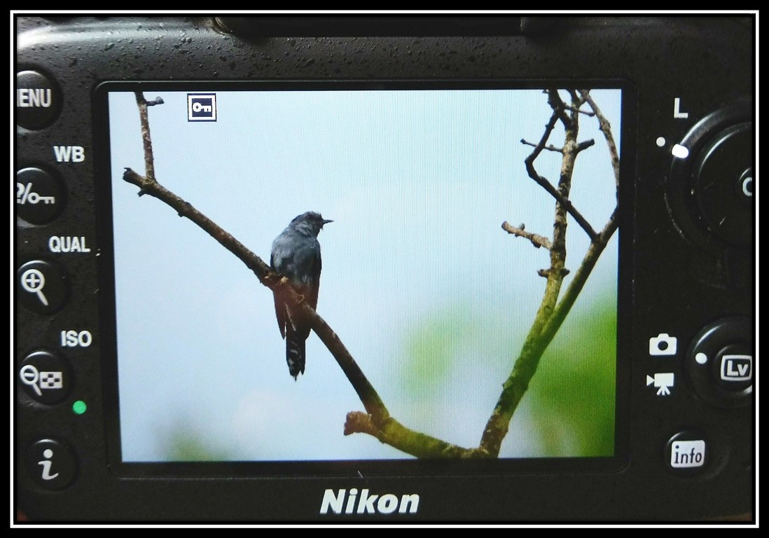 Gray-bellied Cuckoo - ML66265521