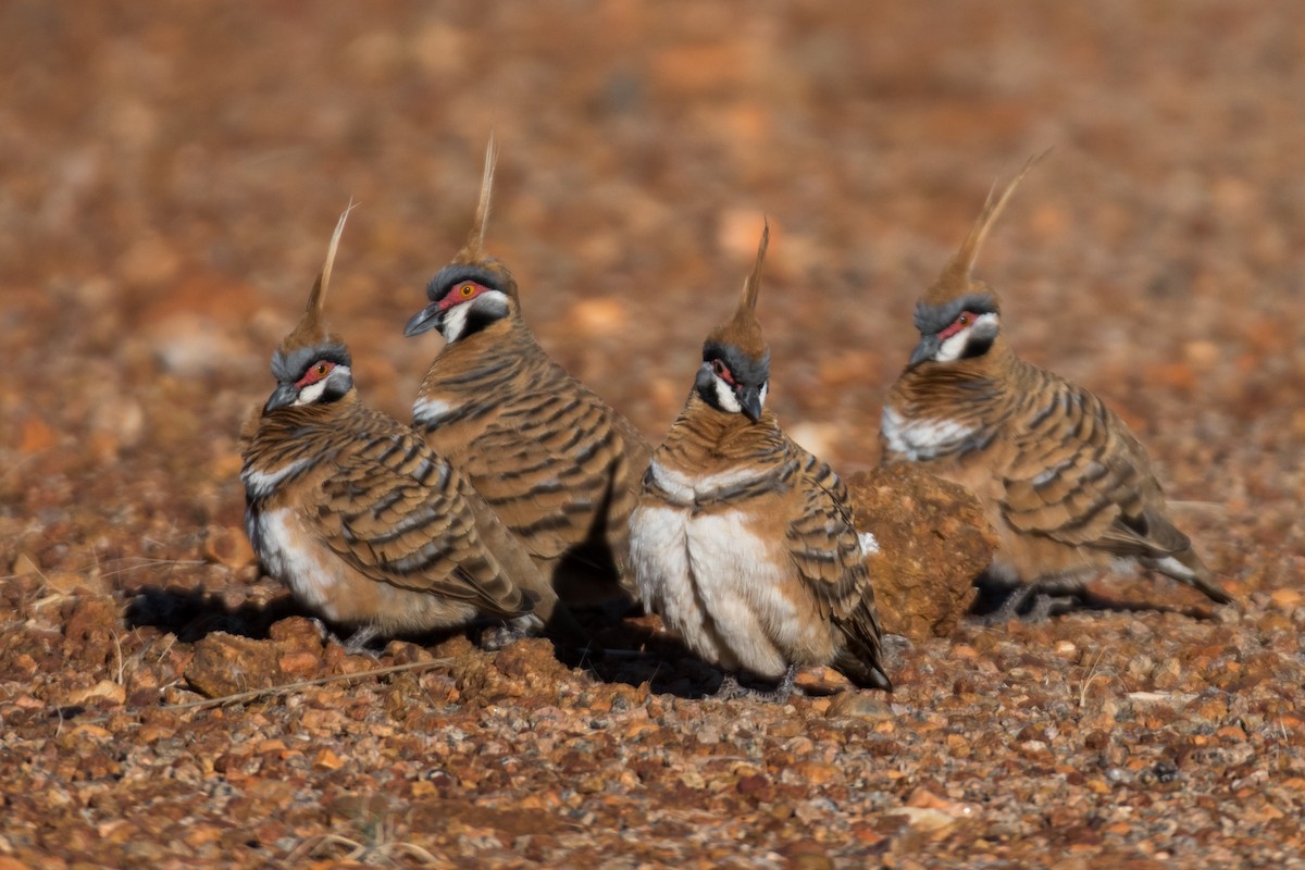 Spinifex Pigeon - ML66265861