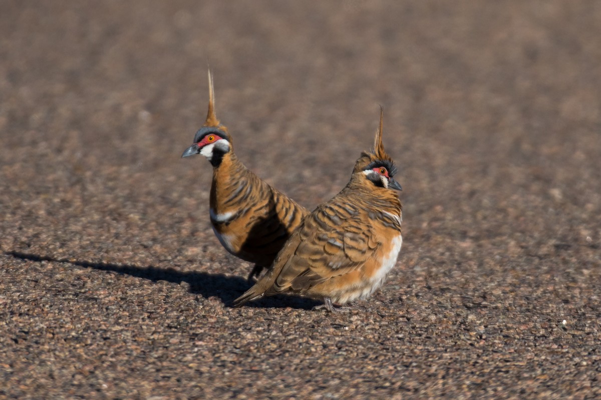 ショウキバト - ML66265871