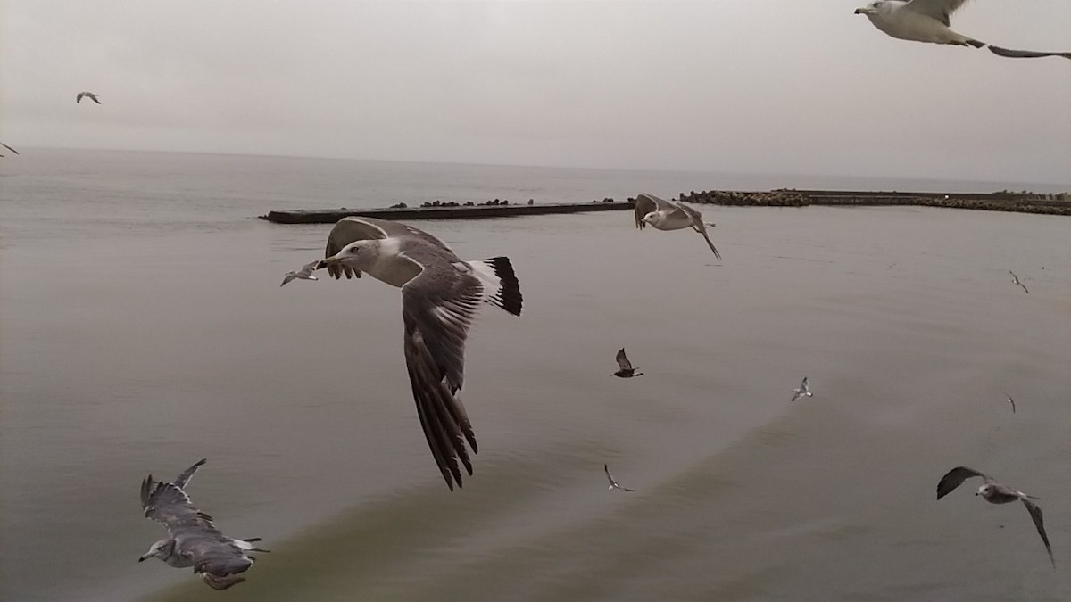 Black-tailed Gull - ML66266261