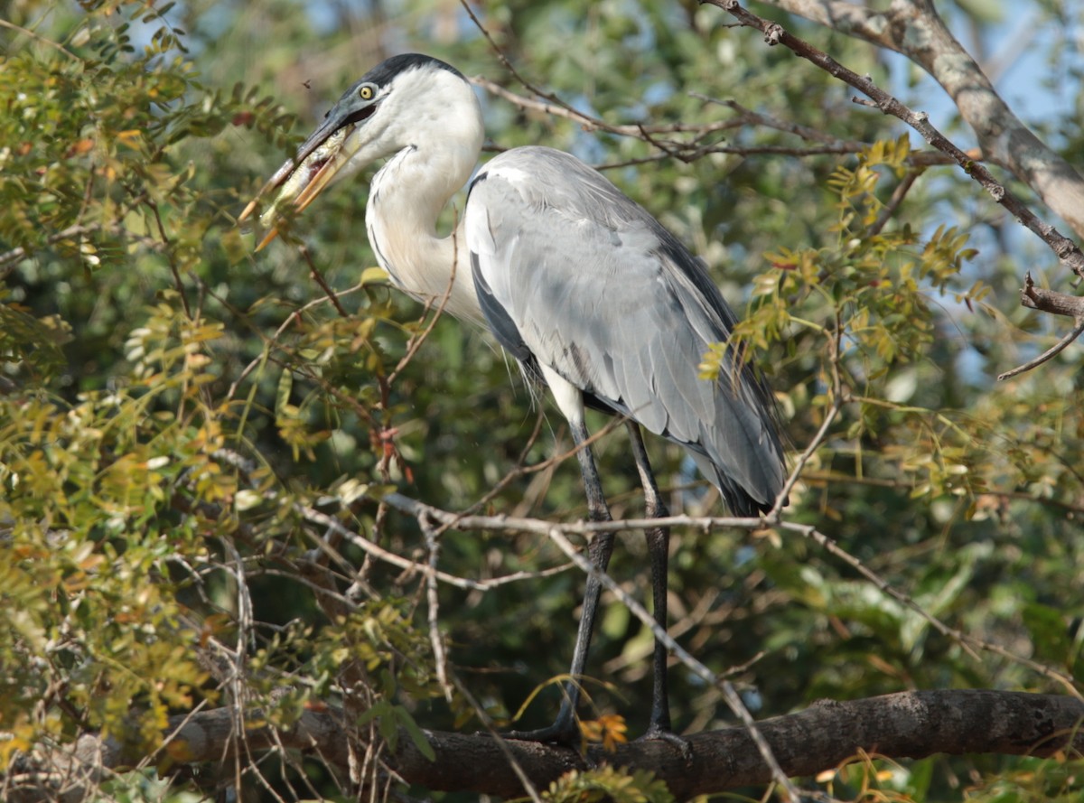 Garza Cuca - ML66266351