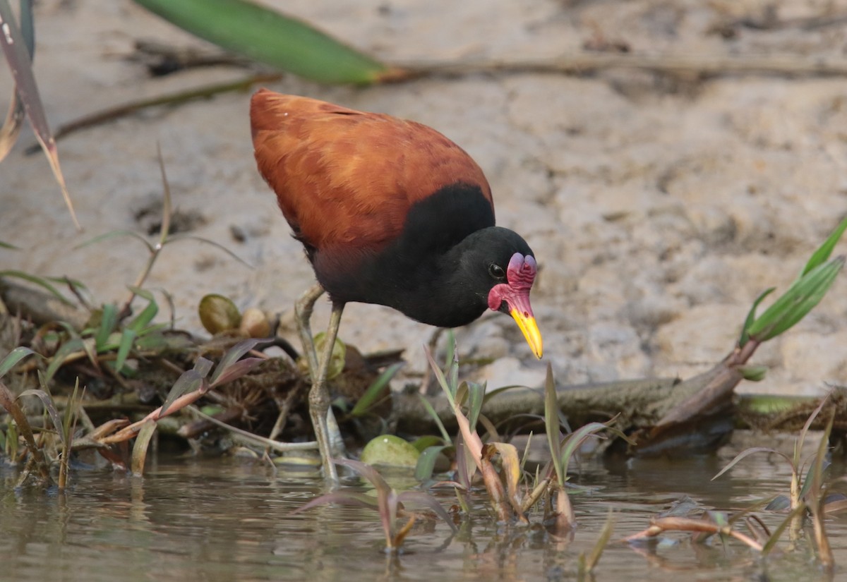 Wattled Jacana - ML66266451