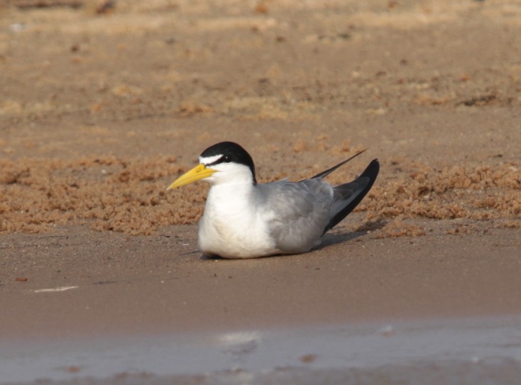 Yellow-billed Tern - ML66266461