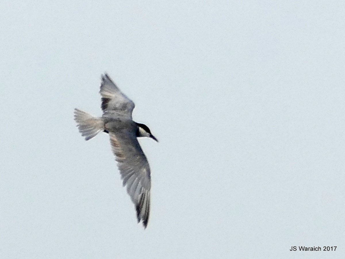 Whiskered Tern - ML66266471