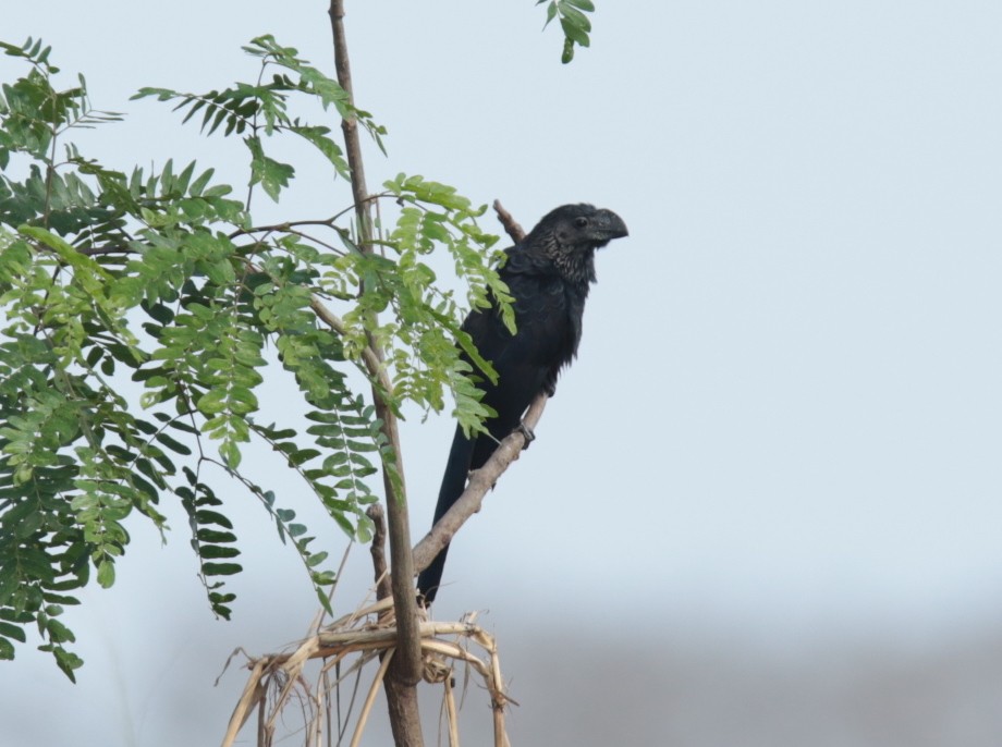 Smooth-billed Ani - ML66266511