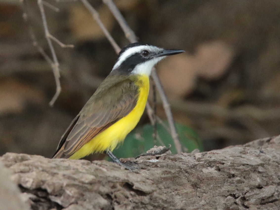 Lesser Kiskadee - ML66266561