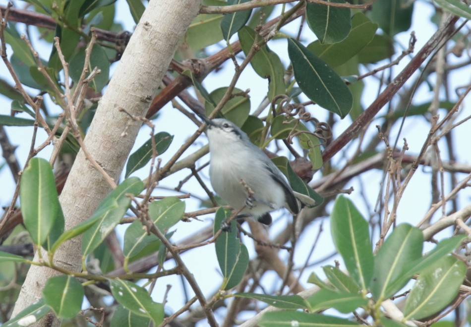 Masked Gnatcatcher - ML66266601