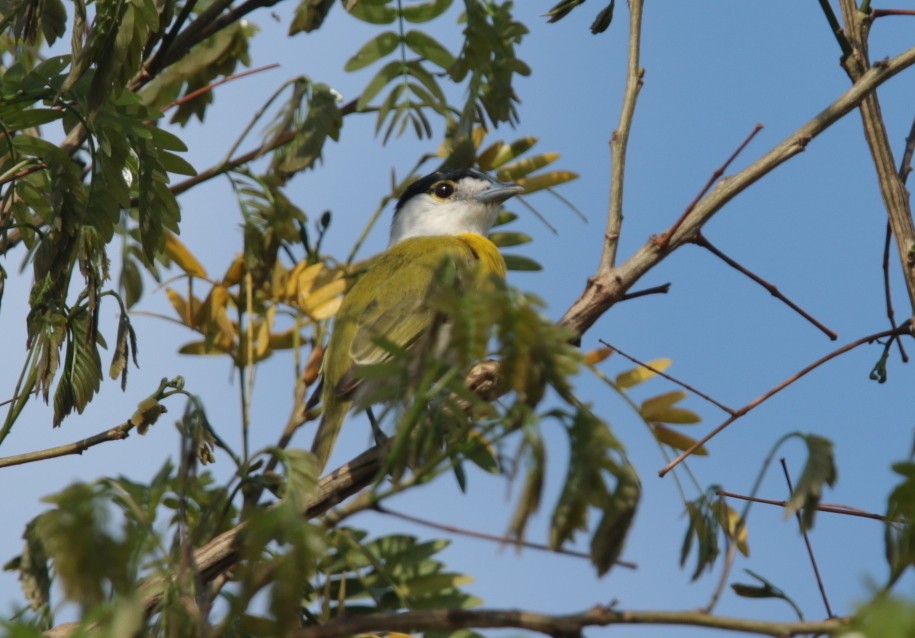 Green-backed Becard - ML66266631