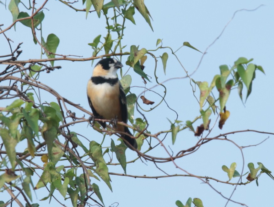 Rusty-collared Seedeater - ML66266651