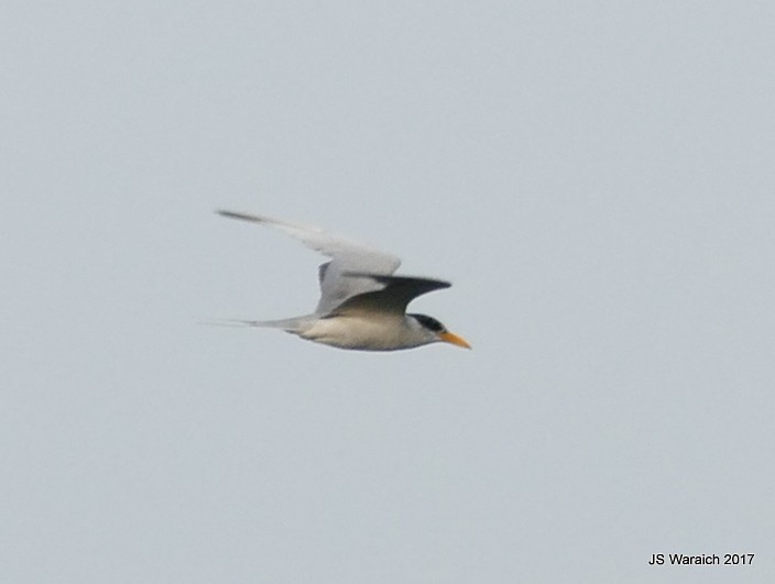 River Tern - ML66266681