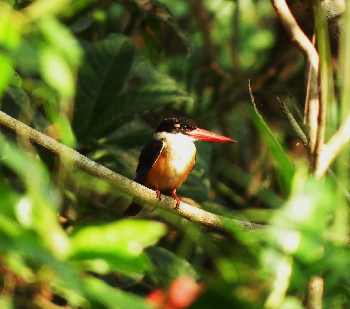 Black-capped Kingfisher - ML66267351