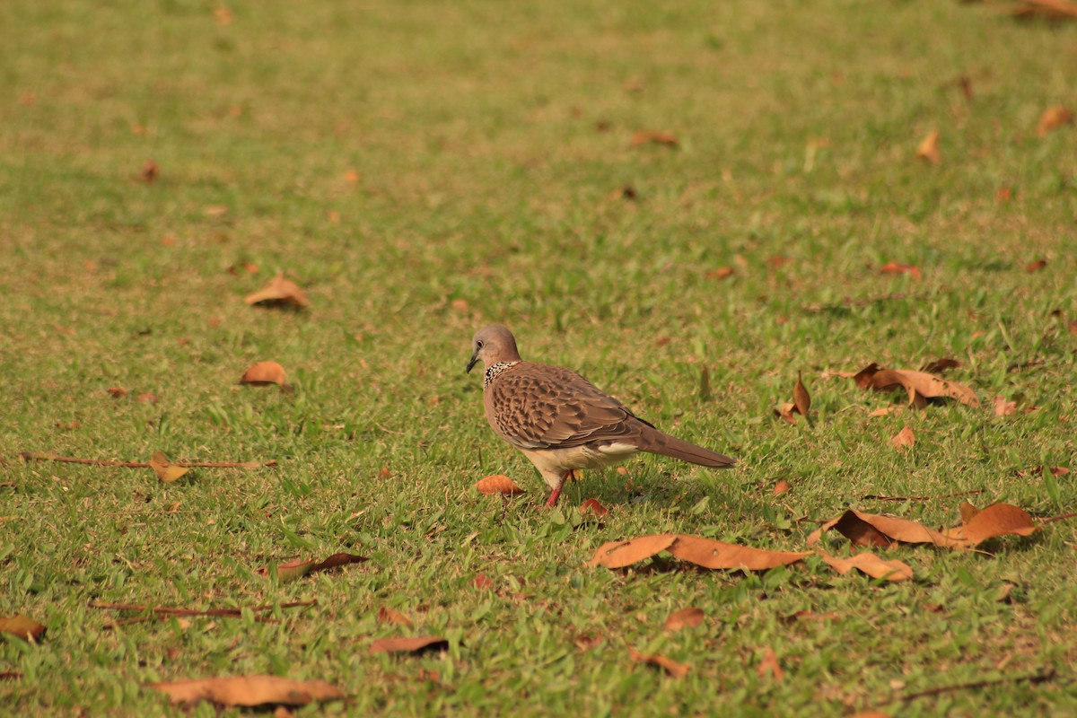 Spotted Dove - ML66267501