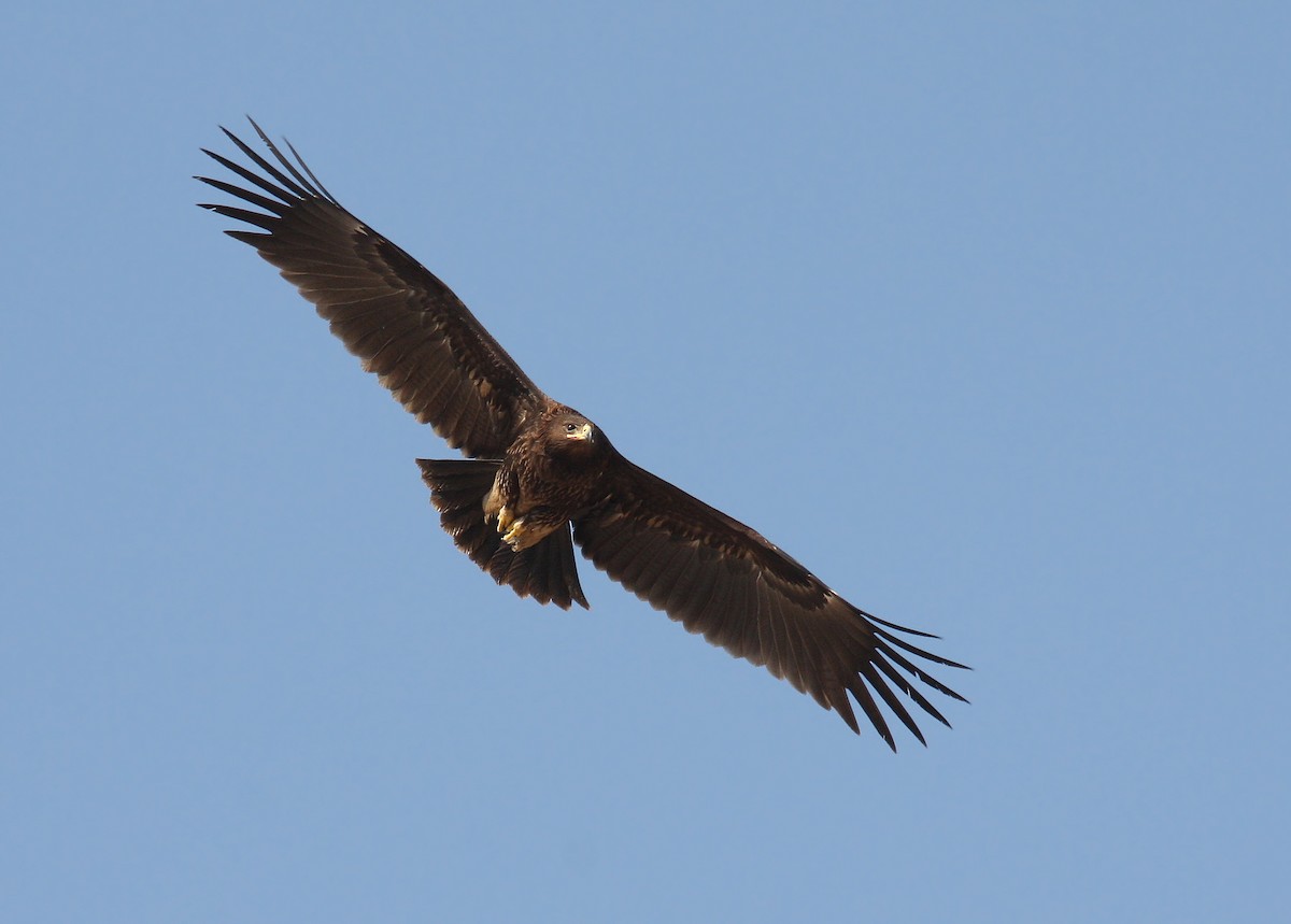 Greater Spotted Eagle - ML66268391