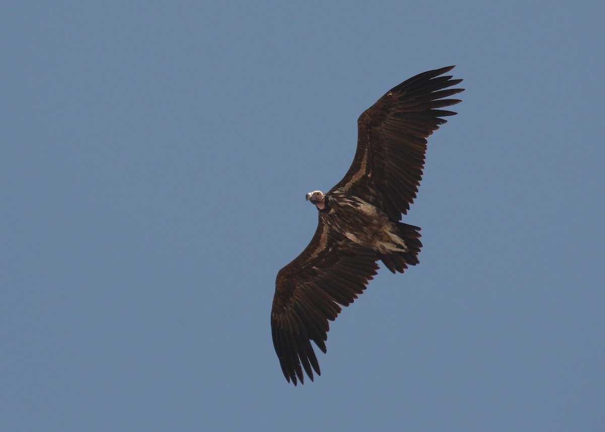 Lappet-faced Vulture - Christoph Moning