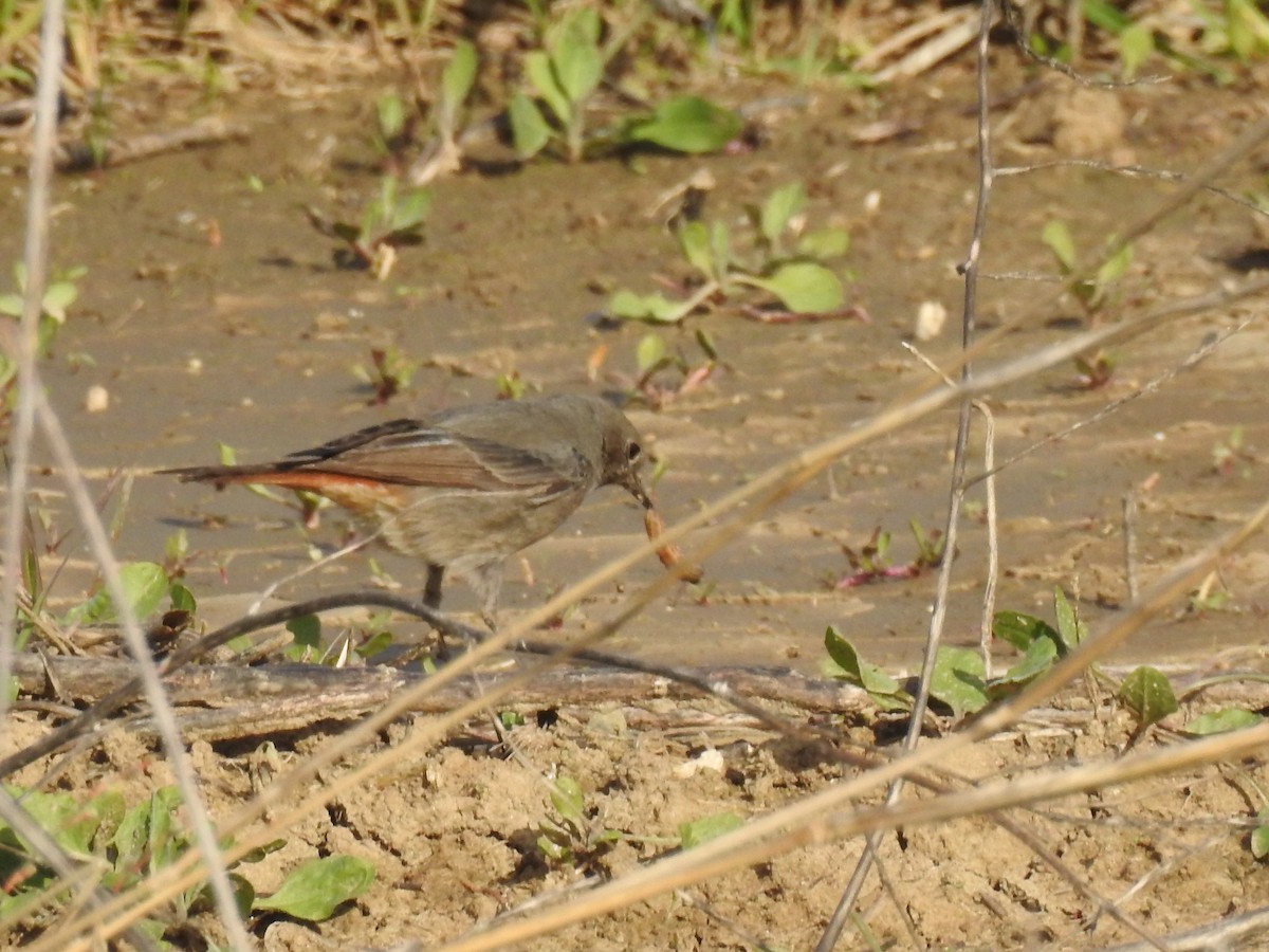 赭紅尾鴝 - ML66269341