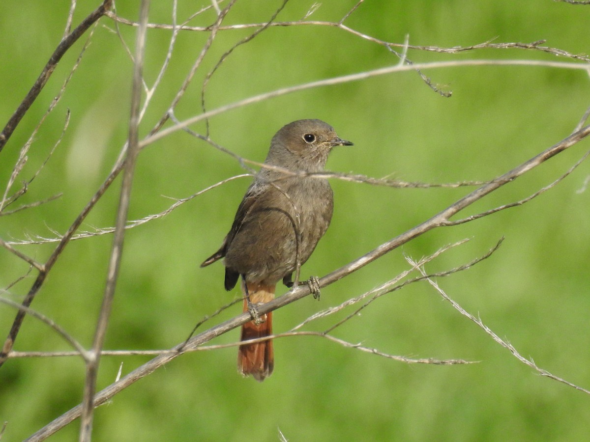 Black Redstart - Teresa Cohen