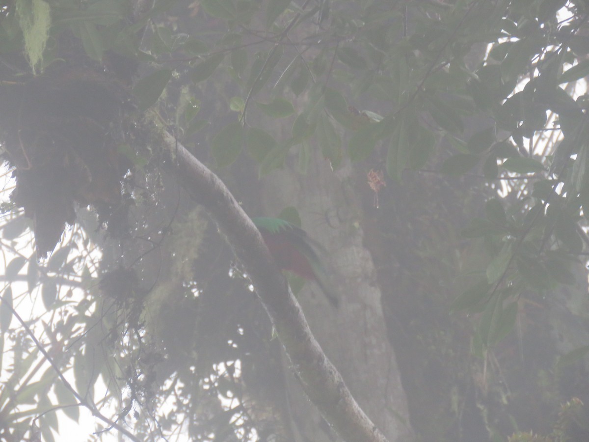 Quetzal Cabecidorado - ML66269791