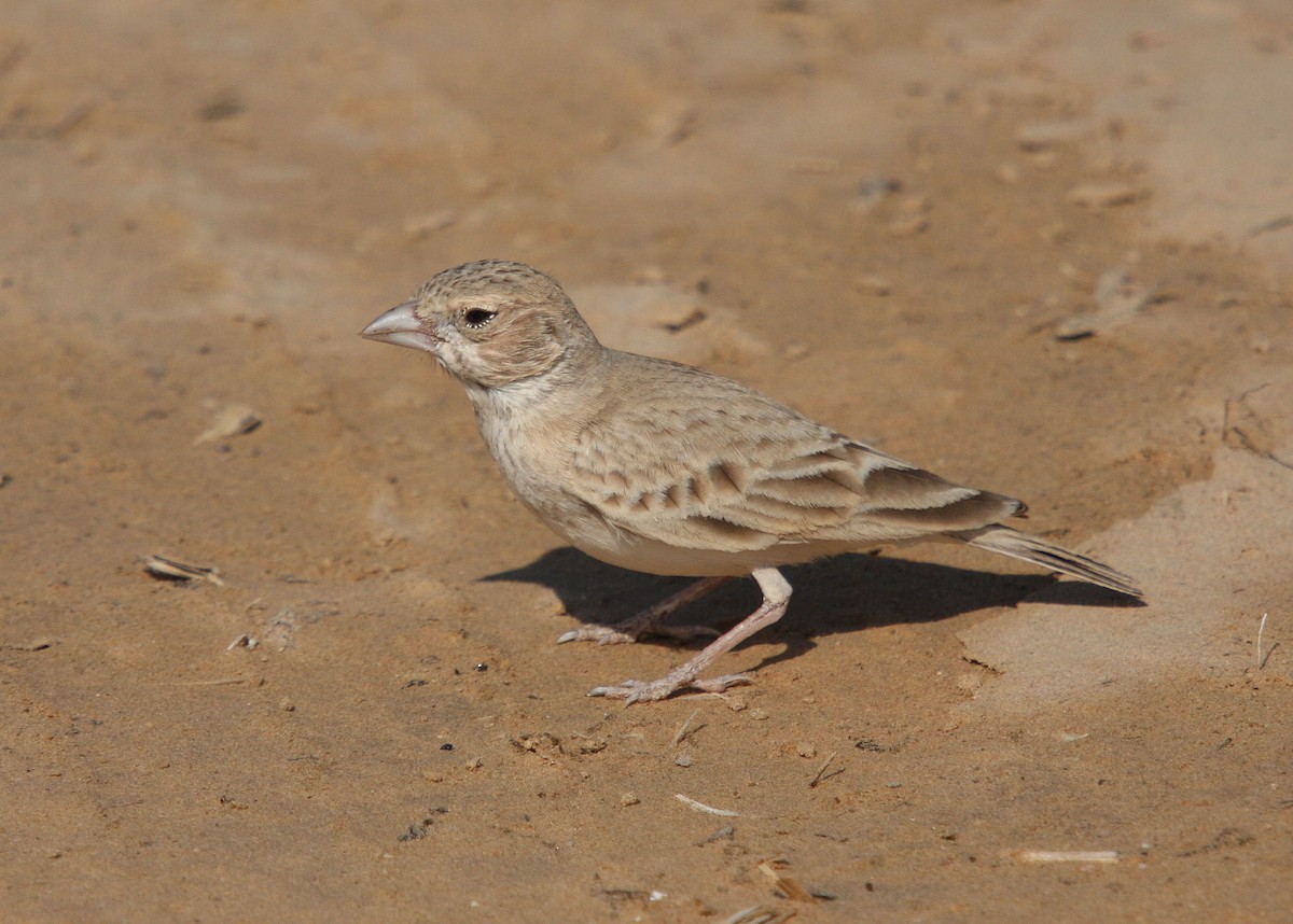 Black-crowned Sparrow-Lark - ML66270711
