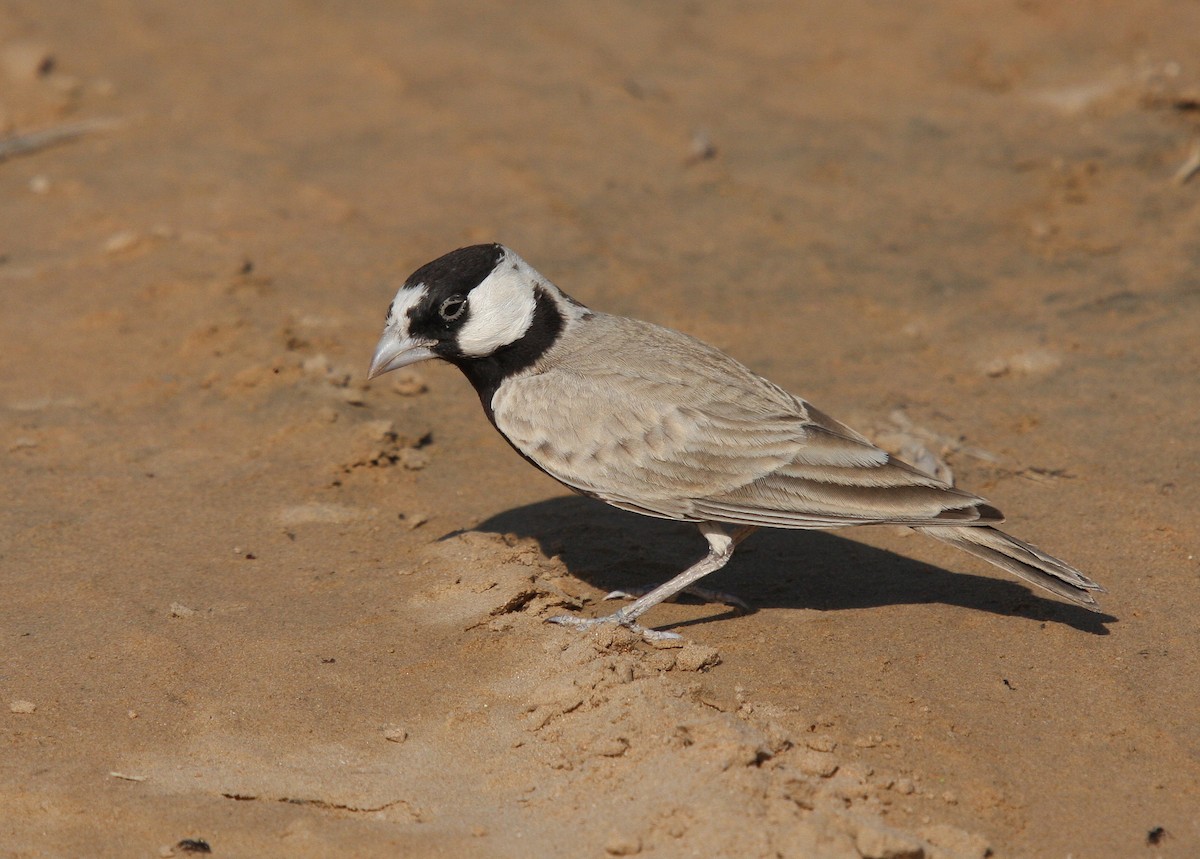 Black-crowned Sparrow-Lark - ML66270761