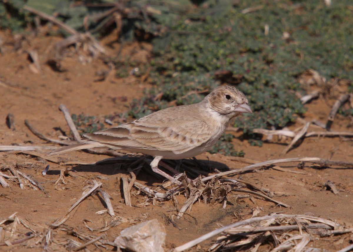 Black-crowned Sparrow-Lark - ML66270811