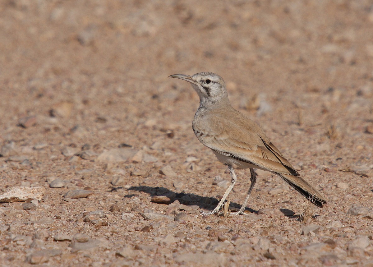 Greater Hoopoe-Lark - Christoph Moning
