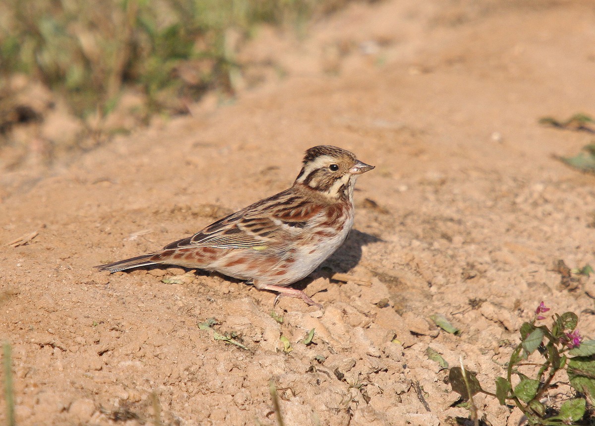 Rustic Bunting - ML66271551