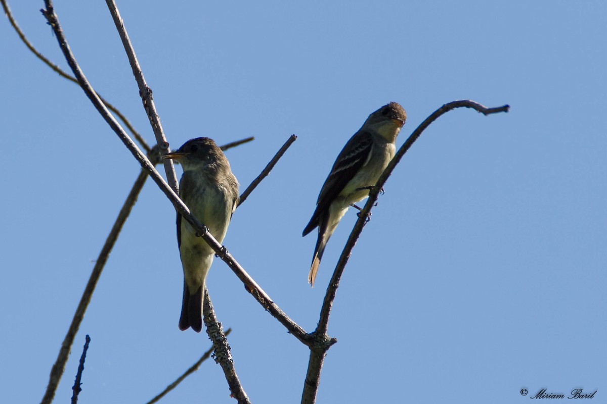 Eastern Wood-Pewee - ML66272981