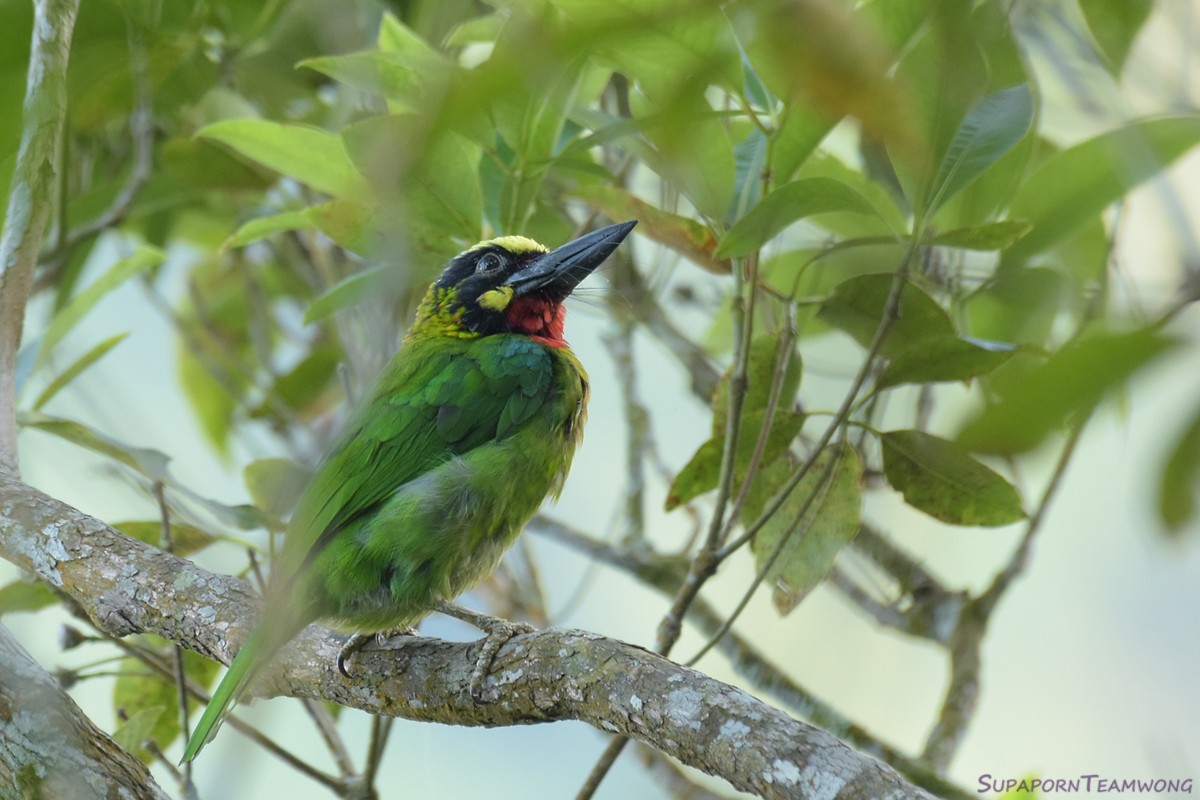 Black-banded Barbet - Supaporn Teamwong