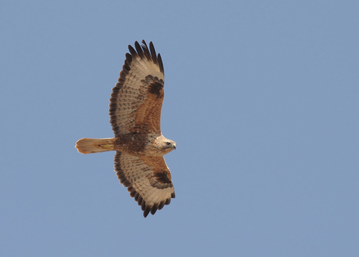 Long-legged Buzzard - ML66273731