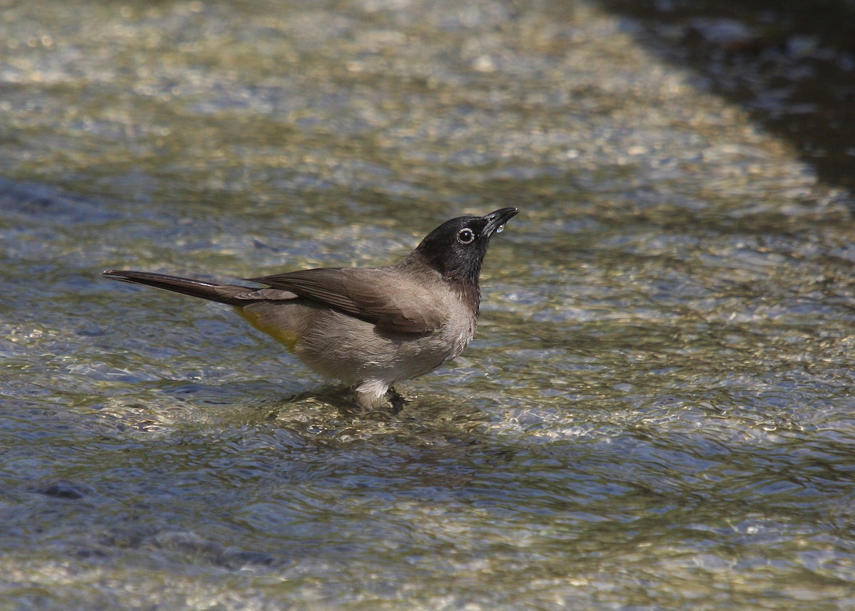 White-spectacled Bulbul - ML66273741