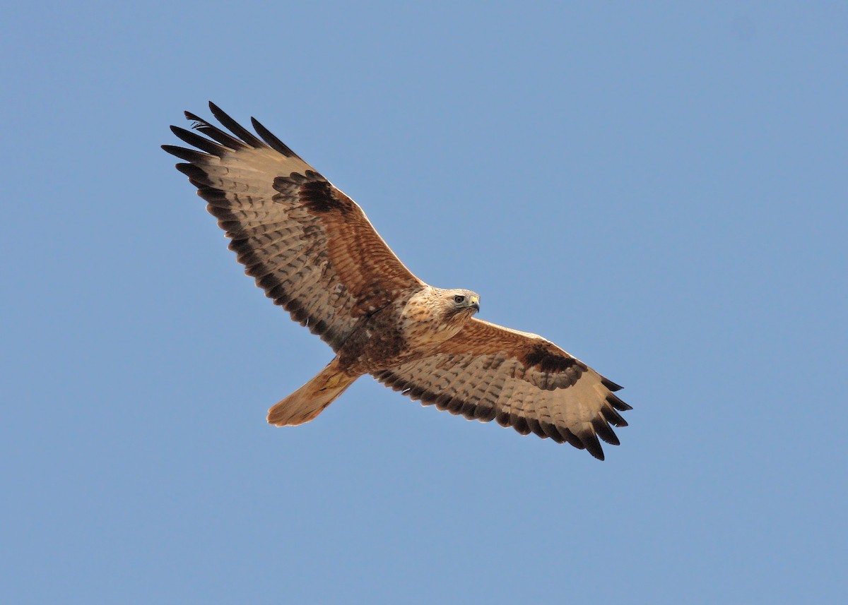 Long-legged Buzzard - ML66273761