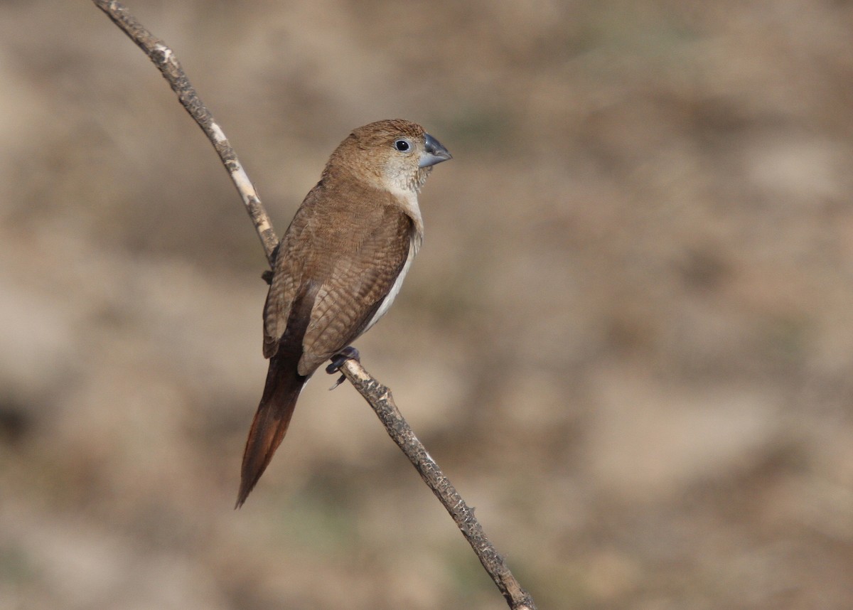 African Silverbill - ML66273781