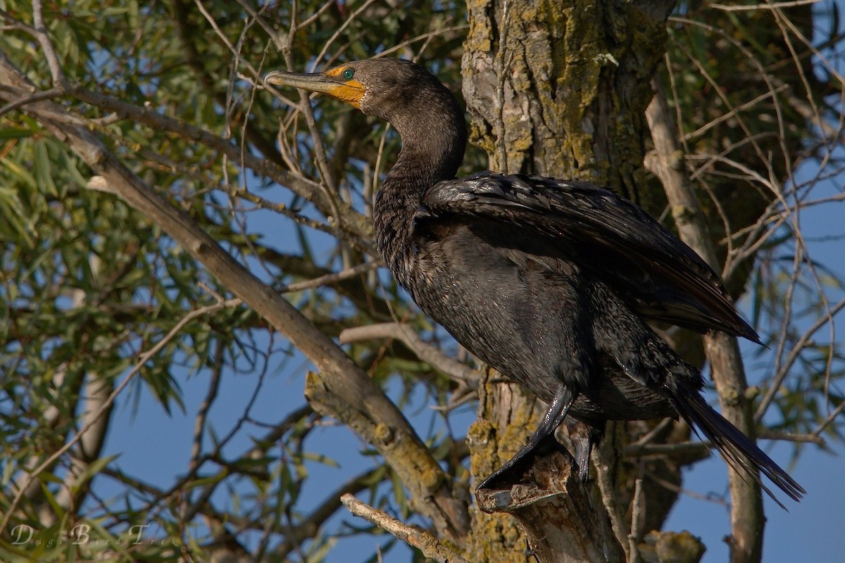 Cormoran à aigrettes - ML66274351