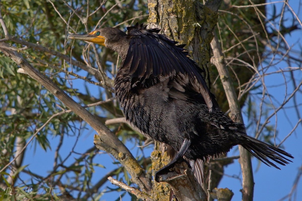 Cormoran à aigrettes - ML66274361