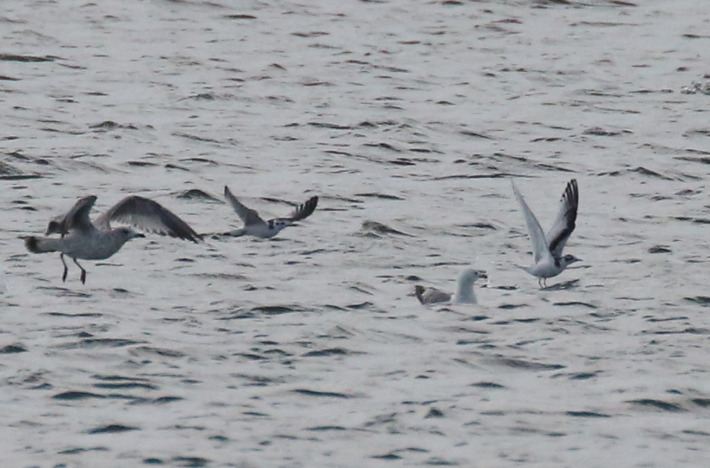 Little Gull - ML66274431