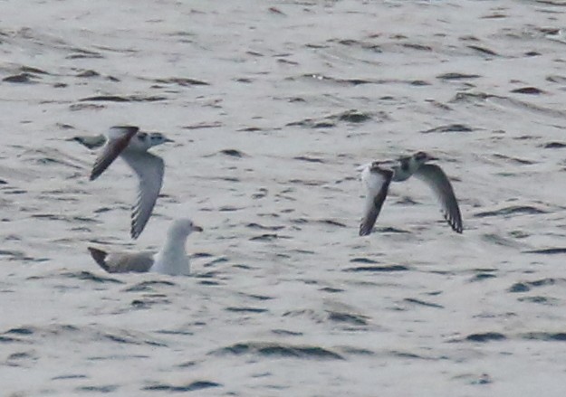 Little Gull - ML66274441