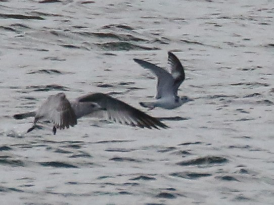 Little Gull - ML66274471