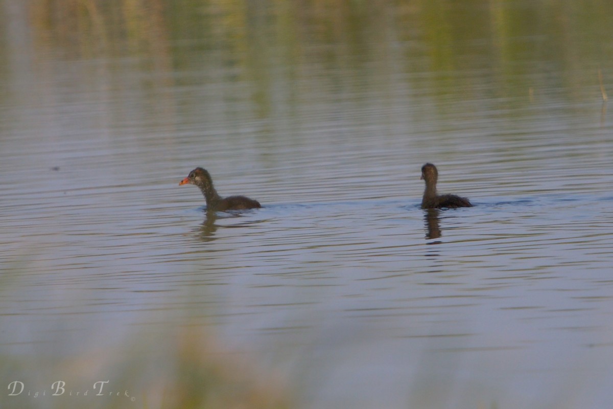 Gallinule d'Amérique - ML66274801